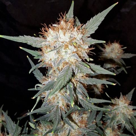 Original Auto White Widow growlog timeline photo