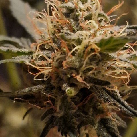 Original Auto White Widow growlog timeline photo