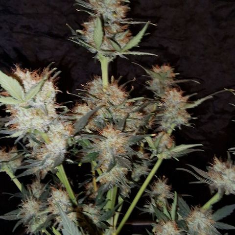 Original Auto White Widow growlog timeline photo