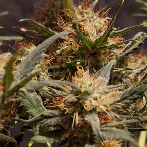 Original Auto White Widow growlog timeline photo
