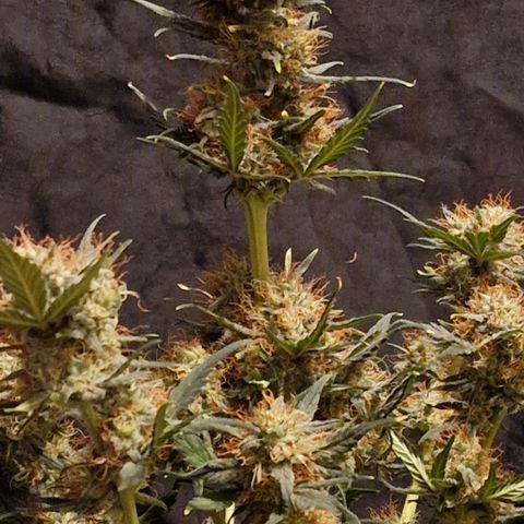Original Auto White Widow growlog timeline photo