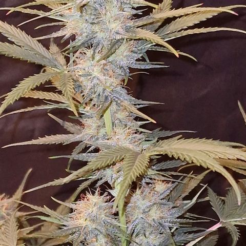 Apple Strudel  Auto growlog timeline photo