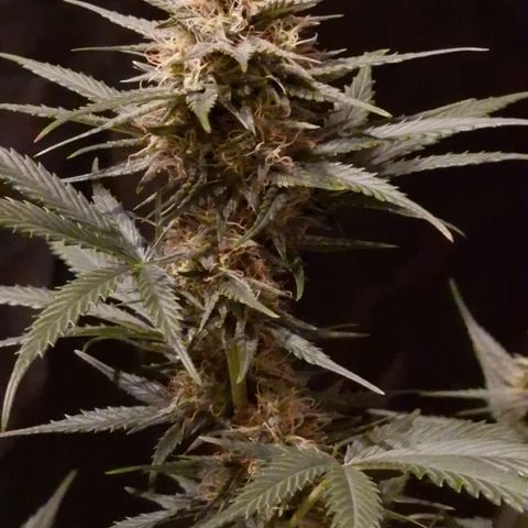 Apple Strudel  Auto growlog timeline photo