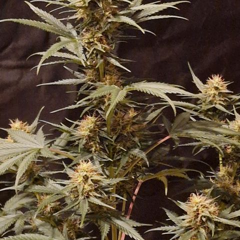 Apple Strudel  Auto growlog timeline photo