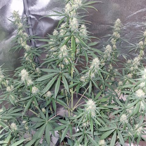Original Auto OG Kush growlog timeline photo
