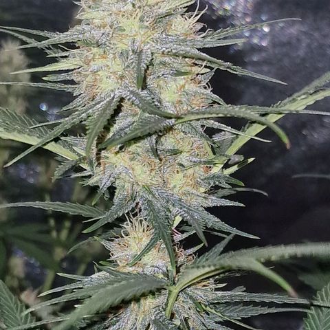 Apple Strudel  Auto growlog timeline photo