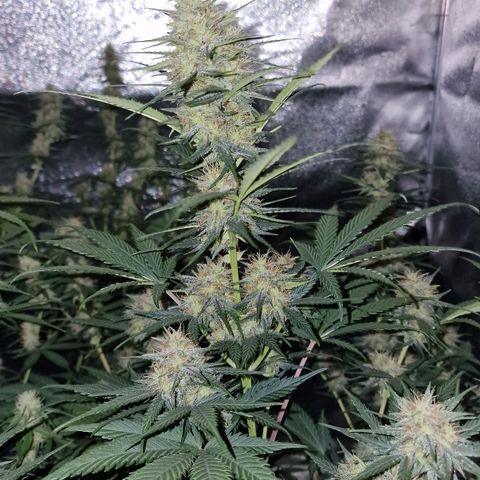 Apple Strudel  Auto growlog timeline photo