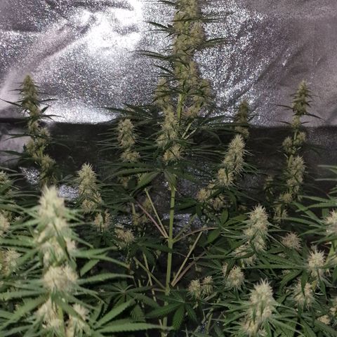 Original Auto OG Kush growlog timeline photo