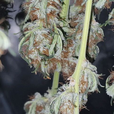 Original Auto White Widow growlog timeline photo