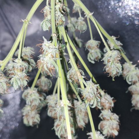 Original Auto White Widow growlog timeline photo