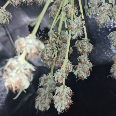 Original Auto White Widow growlog timeline photo