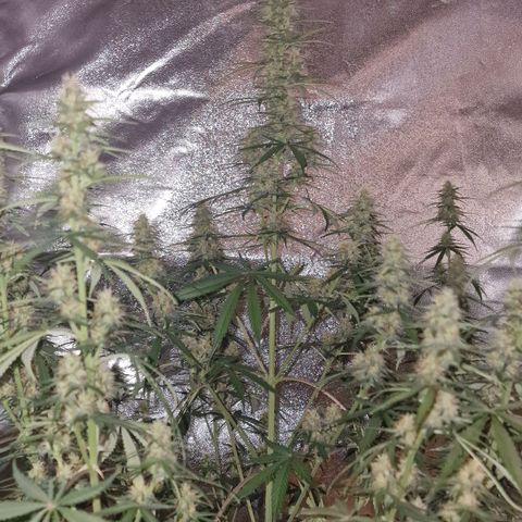 Original Auto OG Kush growlog timeline photo