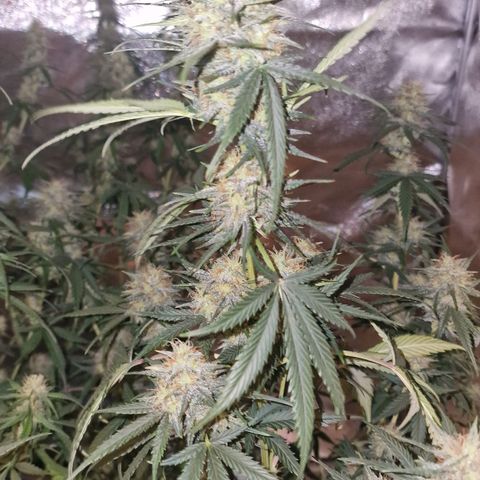Apple Strudel  Auto growlog timeline photo