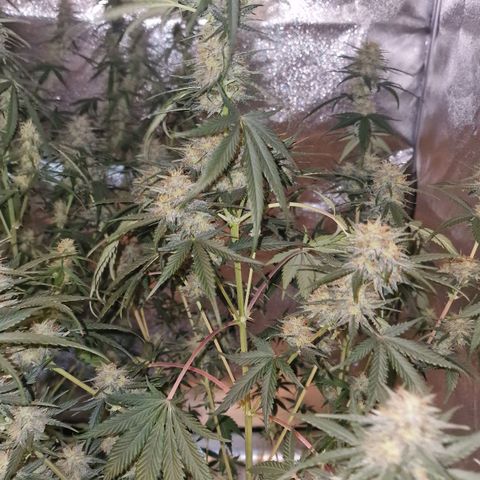 Apple Strudel  Auto growlog timeline photo