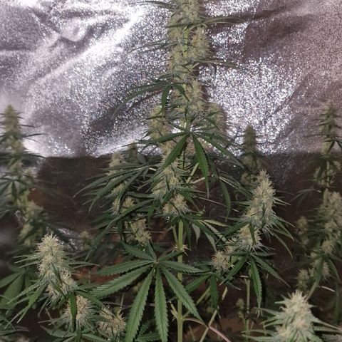 Original Auto OG Kush growlog timeline photo
