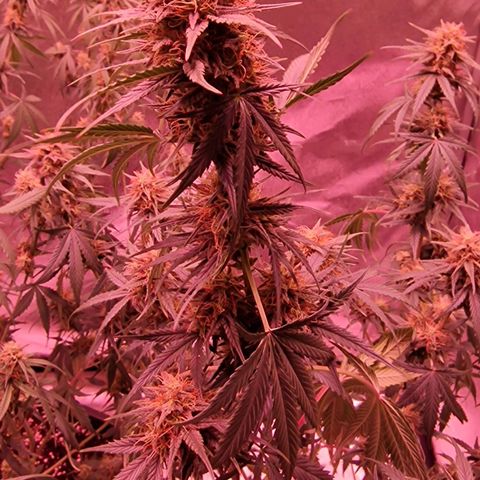 Apple Strudel  Auto growlog timeline photo