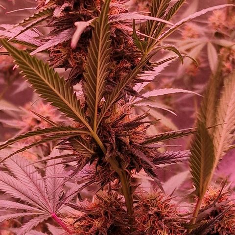 Apple Strudel  Auto growlog timeline photo