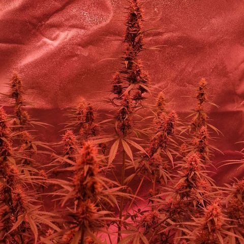 Original Auto OG Kush growlog timeline photo