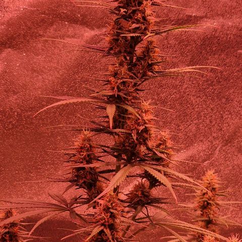 Original Auto OG Kush growlog timeline photo