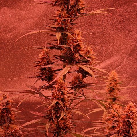 Original Auto OG Kush growlog timeline photo
