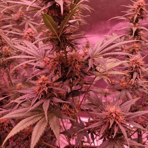 Apple Strudel  Auto growlog timeline photo