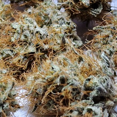 Original Auto White Widow growlog timeline photo