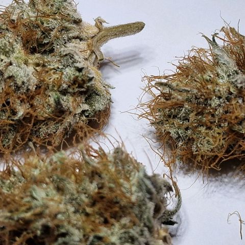 Original Auto White Widow growlog timeline photo