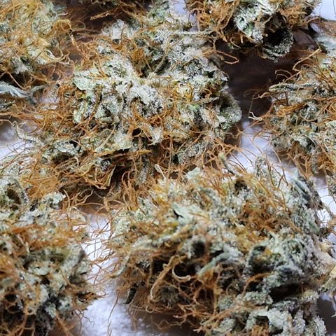 Original Auto White Widow growlog timeline photo