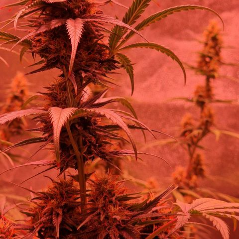 Apple Strudel  Auto growlog timeline photo