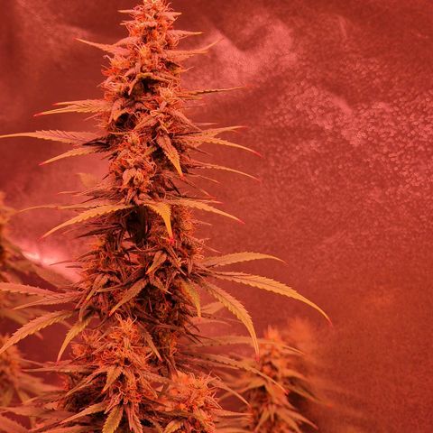 Original Auto OG Kush growlog timeline photo