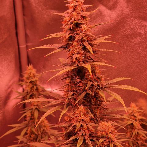 Original Auto OG Kush growlog timeline photo