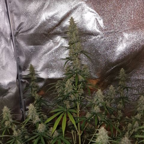Original Auto OG Kush growlog timeline photo