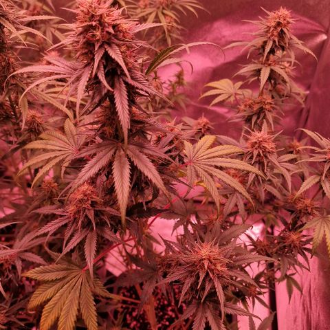 Apple Strudel  Auto growlog timeline photo