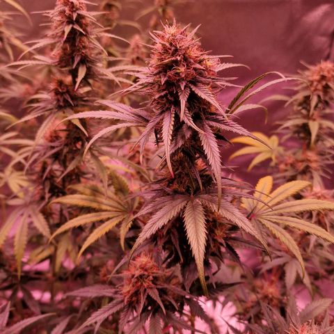 Apple Strudel  Auto growlog timeline photo