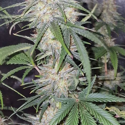 Apple Strudel  Auto growlog timeline photo