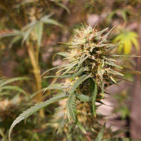 Apple Strudel  Auto growlog timeline photo