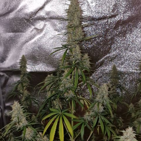 Original Auto OG Kush growlog timeline photo