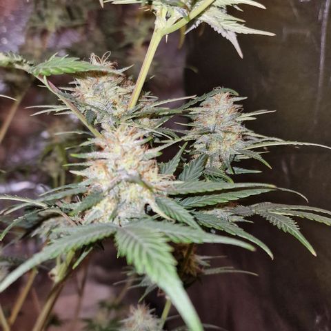 Apple Strudel  Auto growlog timeline photo