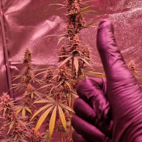 Original Auto OG Kush growlog timeline photo