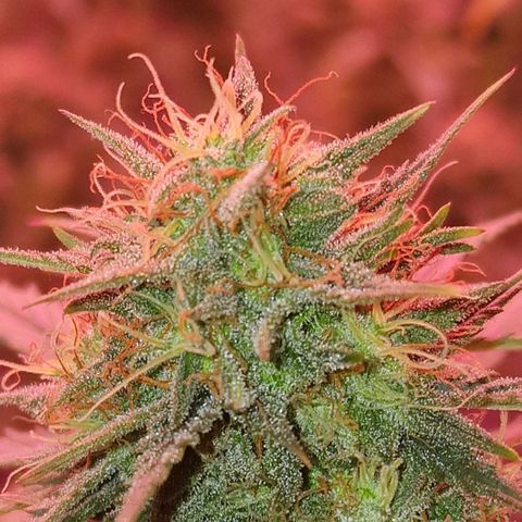 Apple Strudel  Auto growlog timeline photo