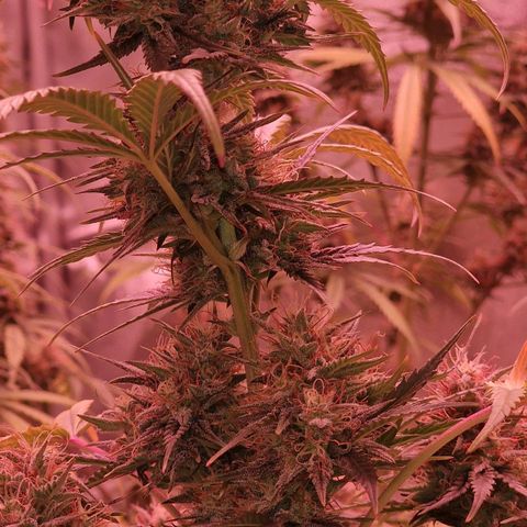 Apple Strudel  Auto growlog timeline photo