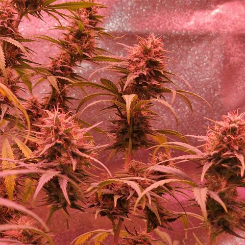 Apple Strudel  Auto growlog timeline photo