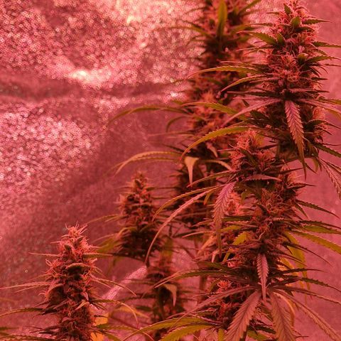 Original Auto OG Kush growlog timeline photo