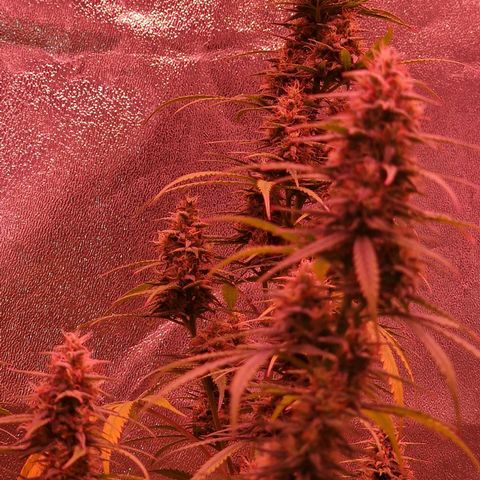Original Auto OG Kush growlog timeline photo