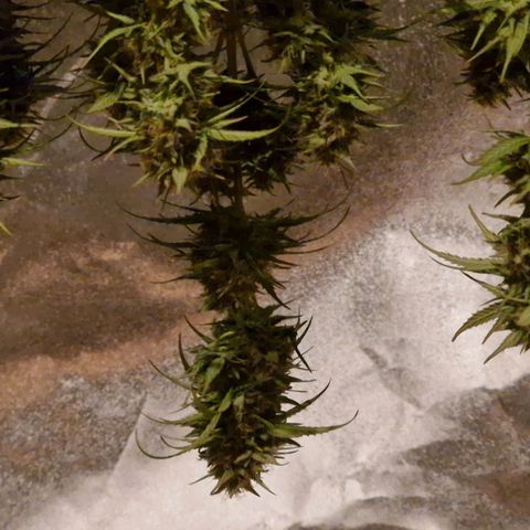 Apple Strudel  Auto growlog timeline photo