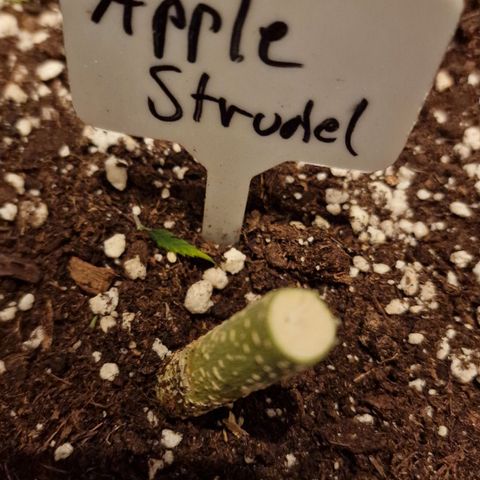 Apple Strudel  Auto growlog timeline photo