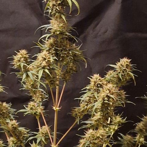 Apple Strudel  Auto growlog timeline photo