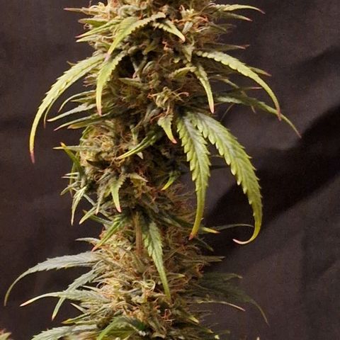 Apple Strudel  Auto growlog timeline photo