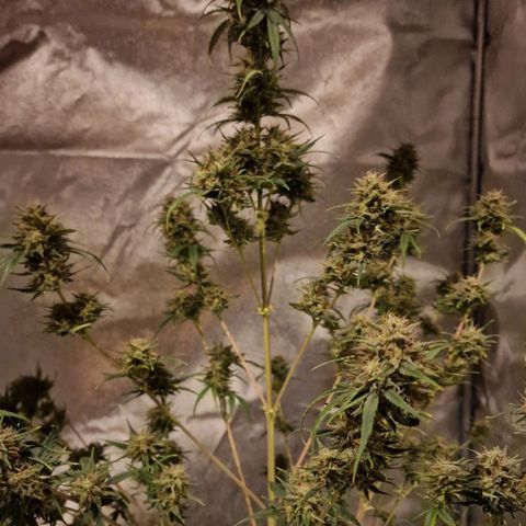 Apple Strudel  Auto growlog timeline photo
