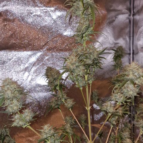 Apple Strudel  Auto growlog timeline photo